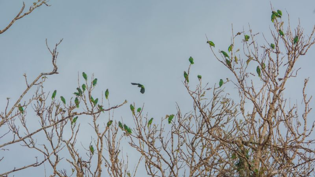 Puerto Rican parrots spotted in the defoliated canopy of Rio Abajo’s state forest shortly after Hurricane Maria. Photo Courtesy Tanya Martinez